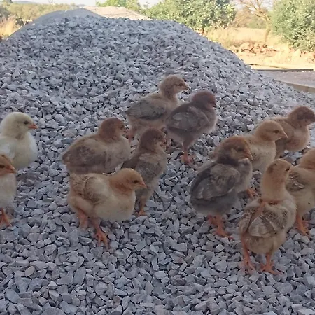 Sa Cova Den Borino Bauernhof